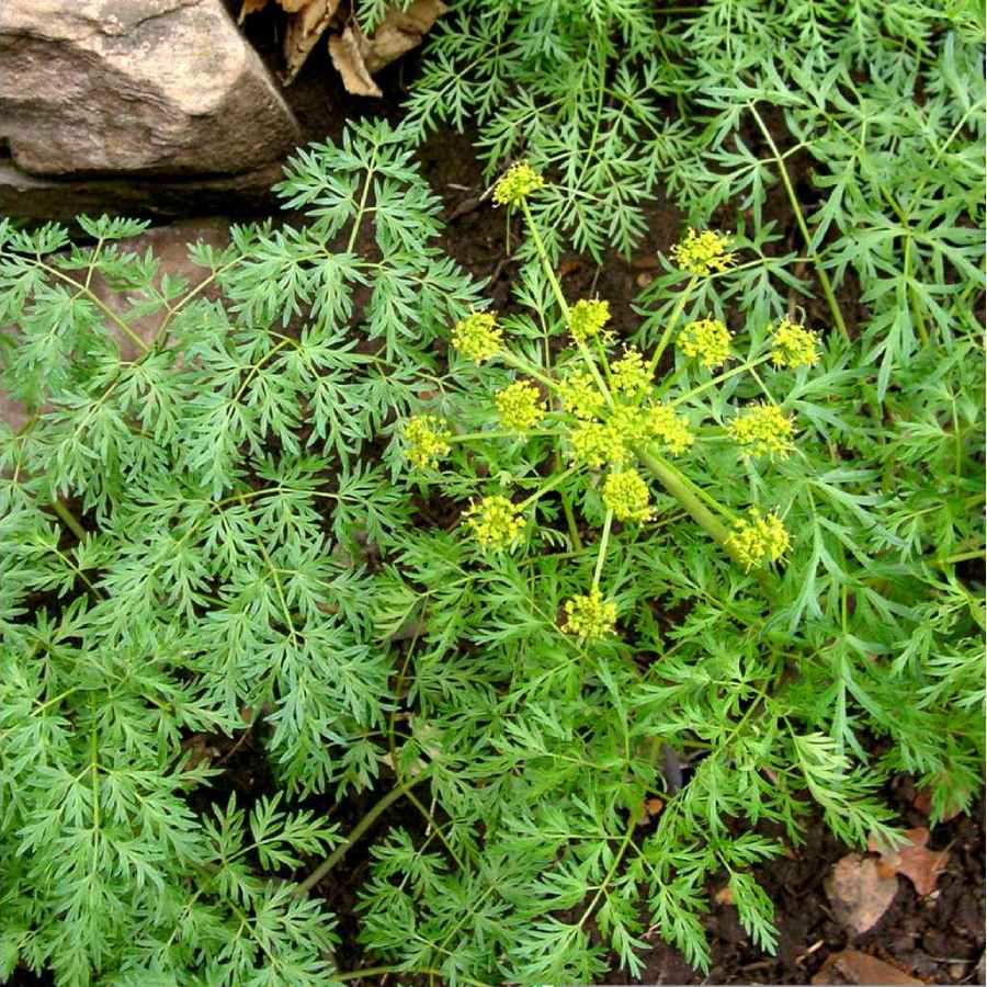 Image of Lomatium dissectum