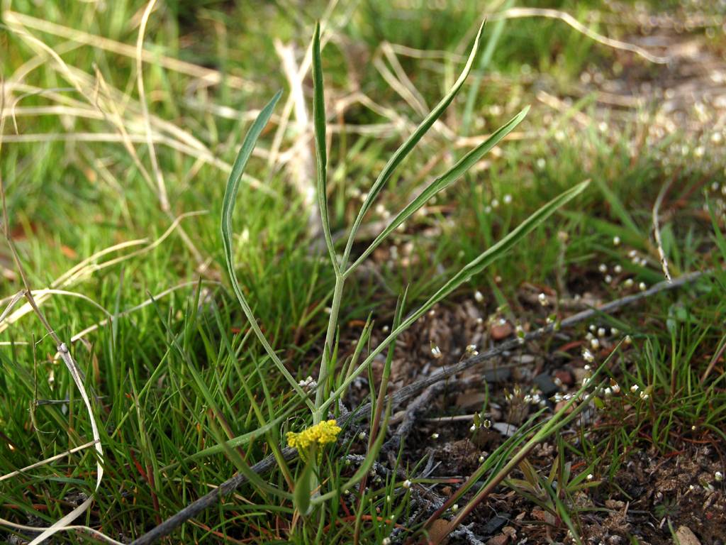 Image of Lomatium triternatum