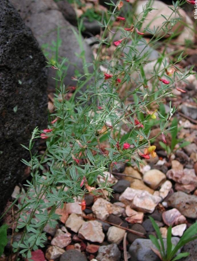 Image of Lotus wrightii