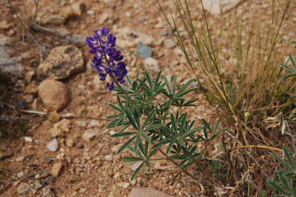 Image of Lupinus caudatus