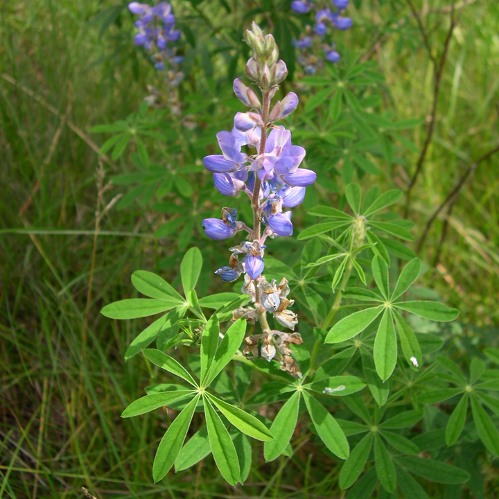 Image of Lupinus argenteus
