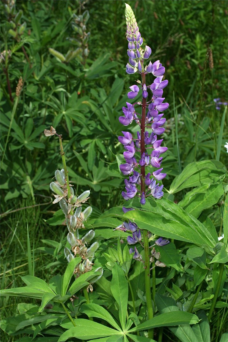 Image of Lupinus polyphyllus