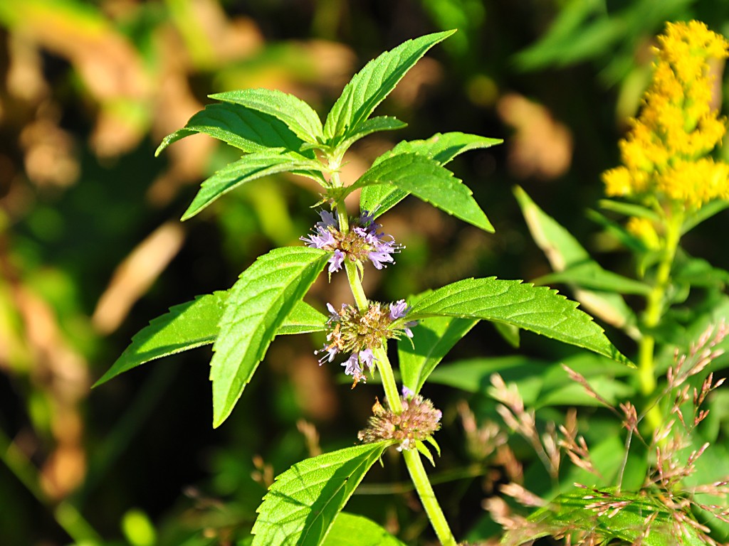 Image of Mentha arvensis