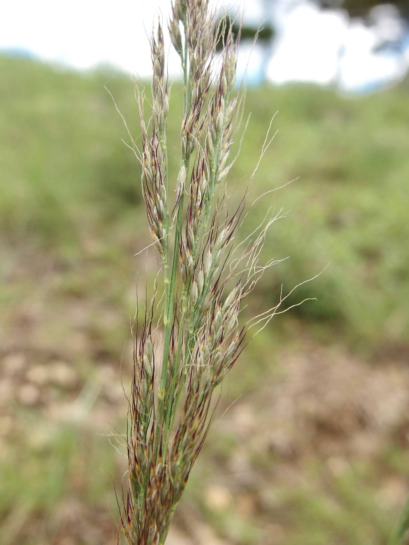 Image of Muhlenbergia montana