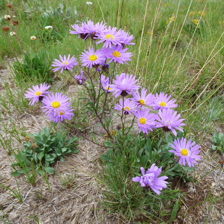 Image of Machaeranthera bigelovii