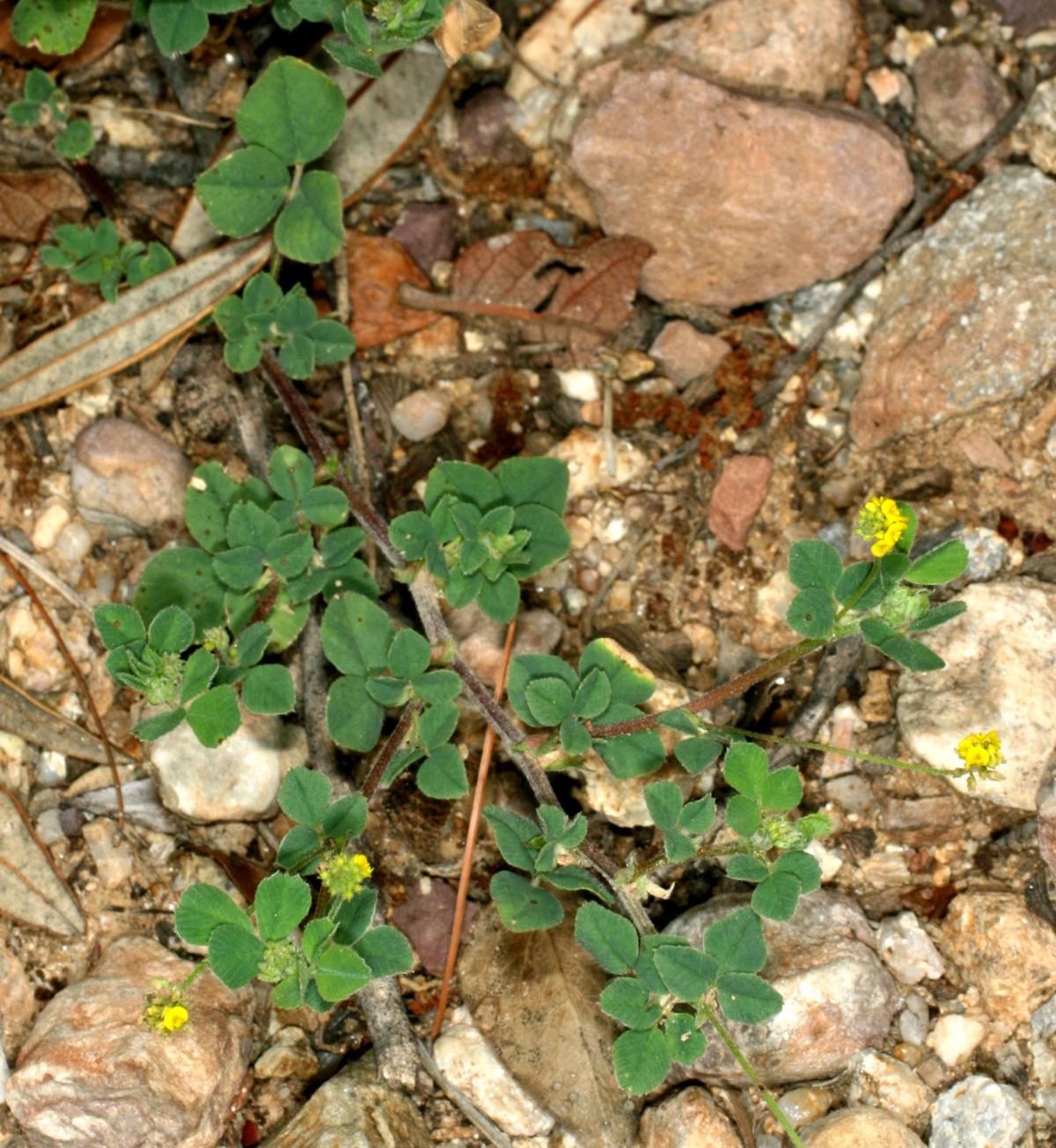 Image of Medicago lupulina
