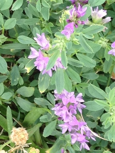 Image of Medicago sativa