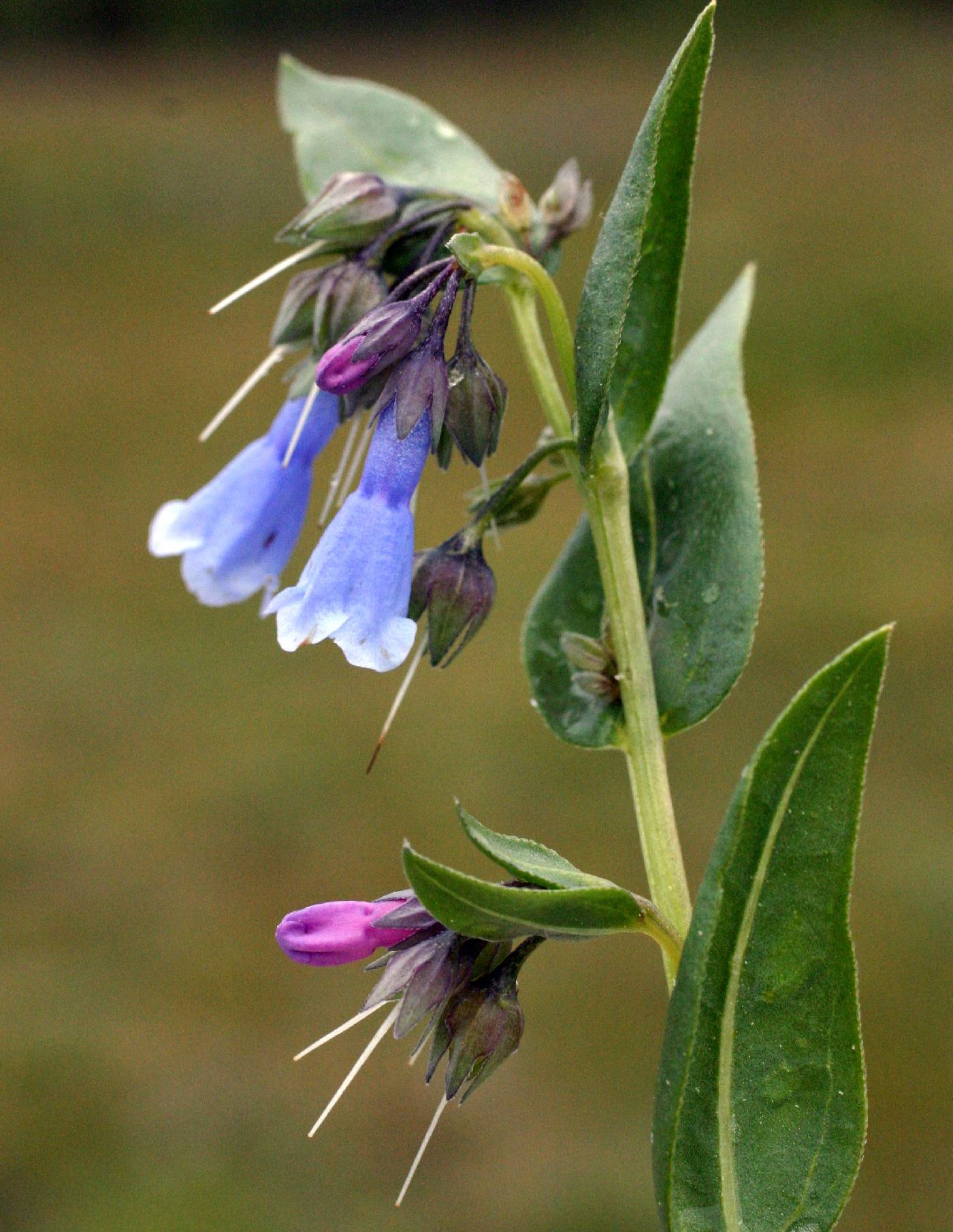 Image of Mertensia lanceolata