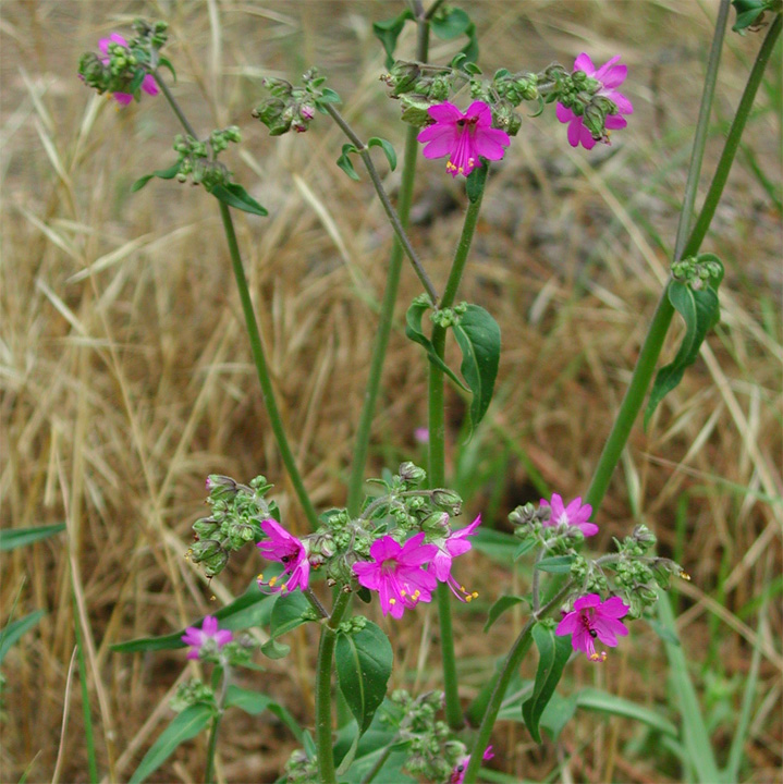 Image of Mirabilis linearis