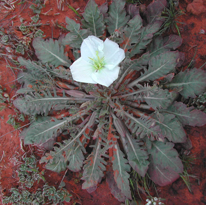 Image of Oenothera albicaulis