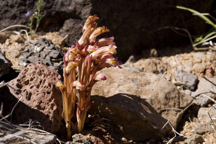 Image of Orobanche fasciculata