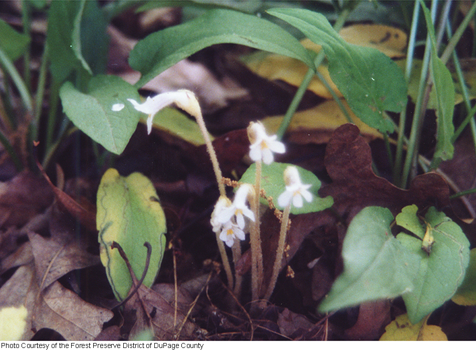 Image of Orobanche uniflora