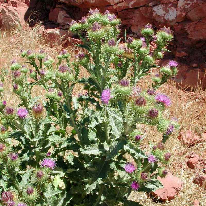 Image of Onopordum acanthium