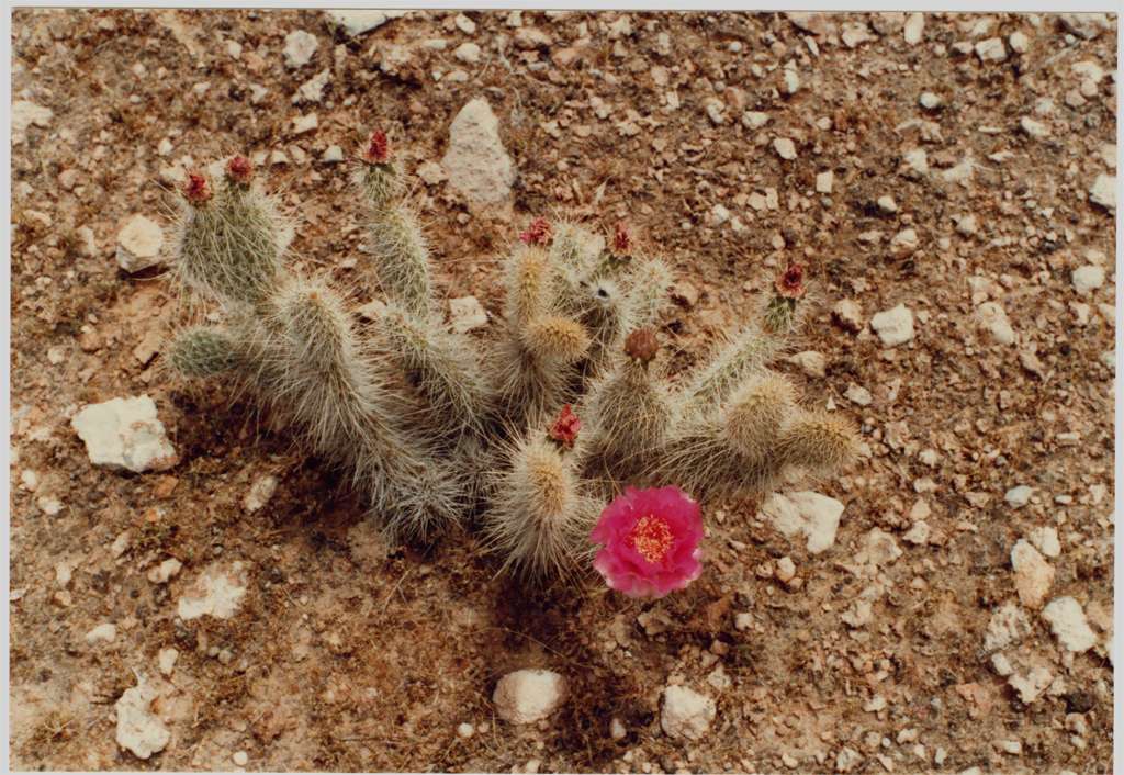 Image of Opuntia polyacantha