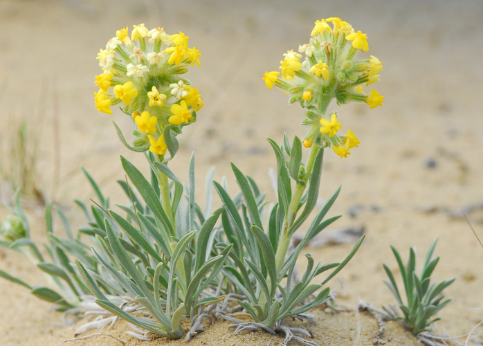 Image of Cryptantha flava