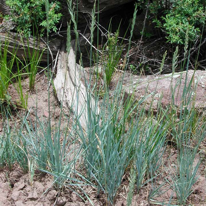 Image of Pascopyrum smithii