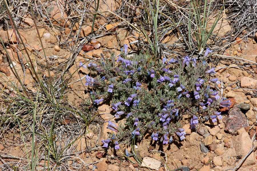 Image of Penstemon caespitosus