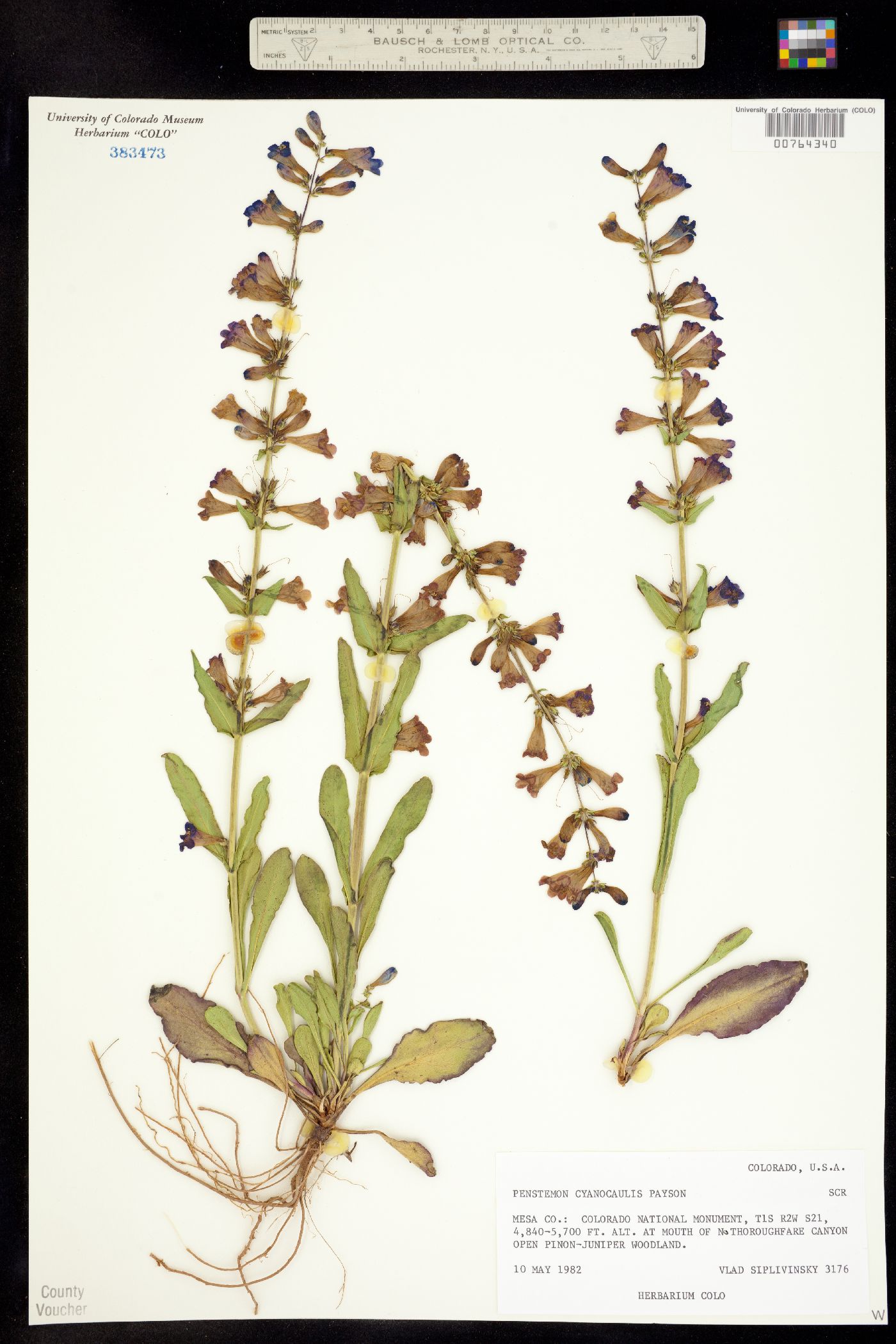 Image of Penstemon cyanocaulis