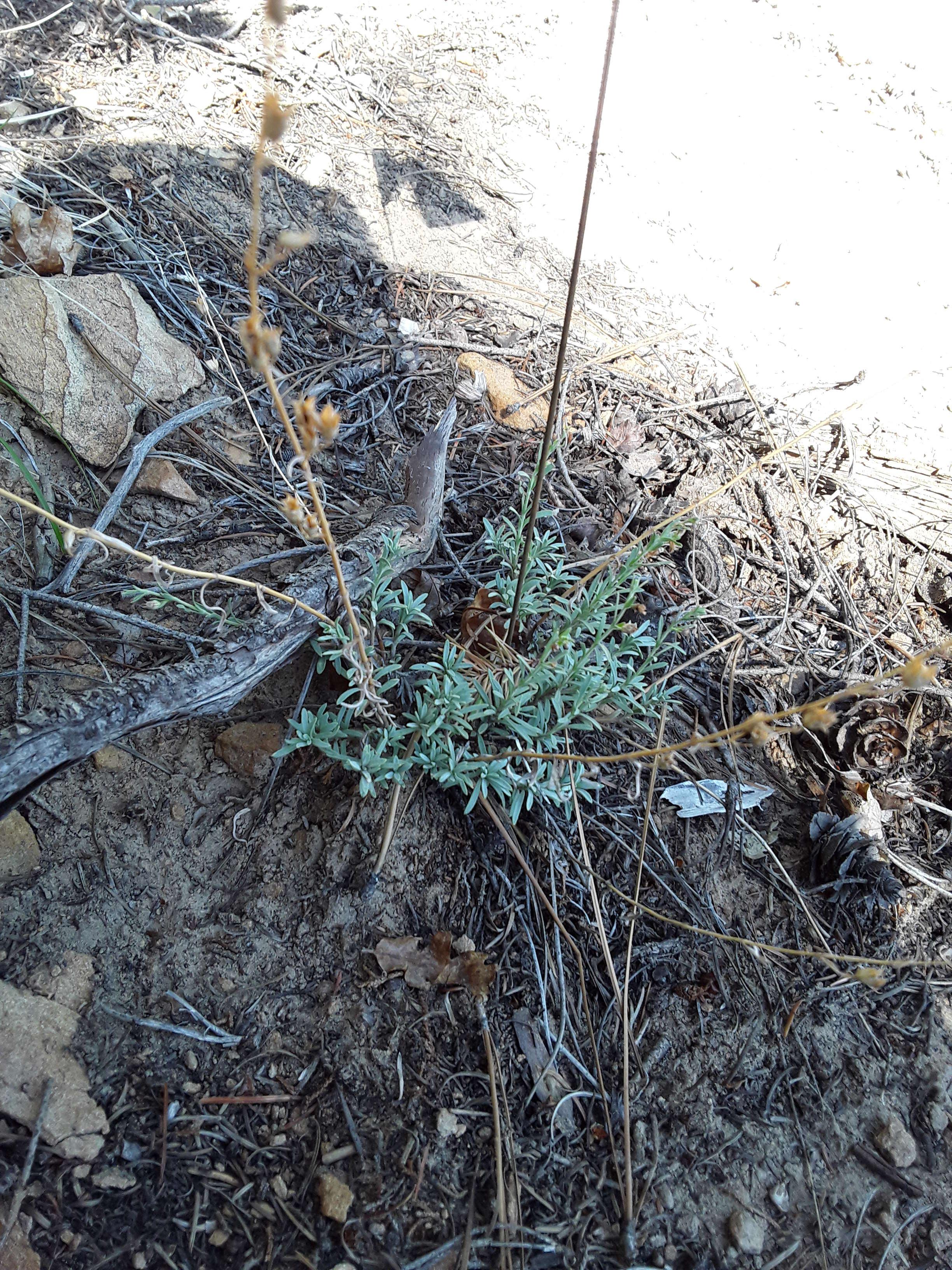 Image of Penstemon linarioides