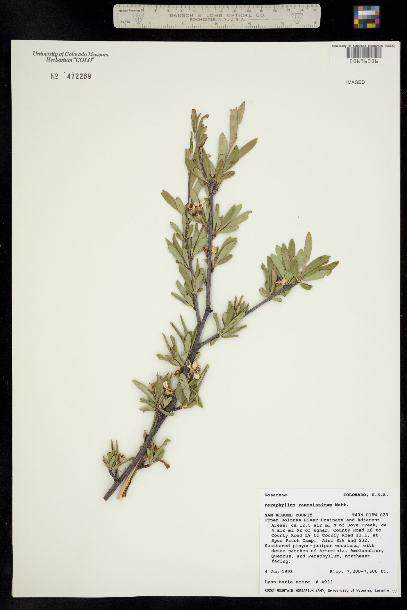 Image of Peraphyllum ramosissimum