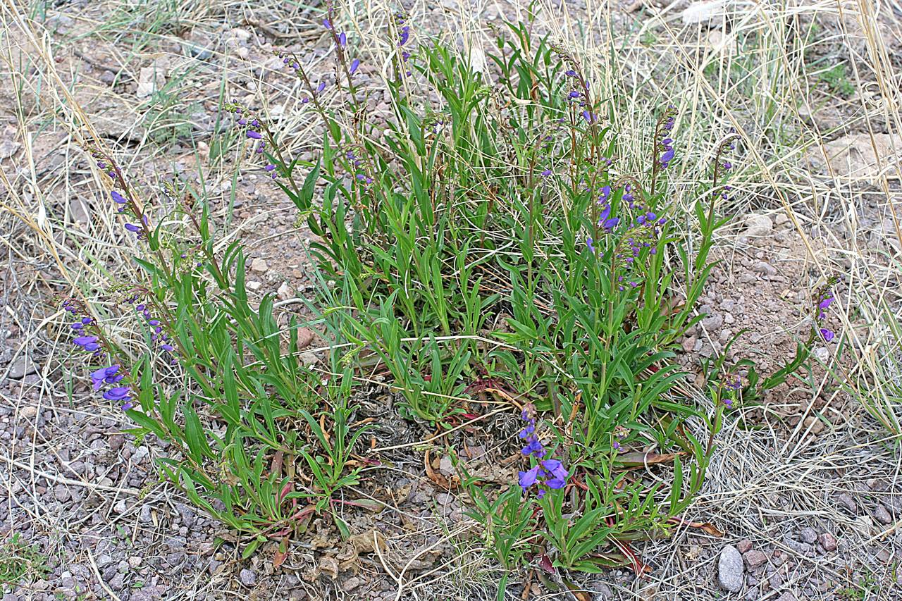 Image of Penstemon strictus