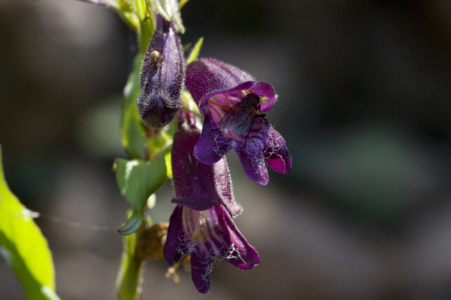 Image of Penstemon whippleanus