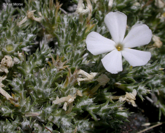 Image of Phlox hoodii
