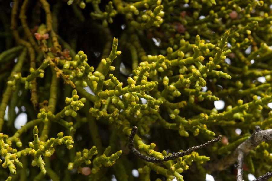 Image of Phoradendron juniperinum