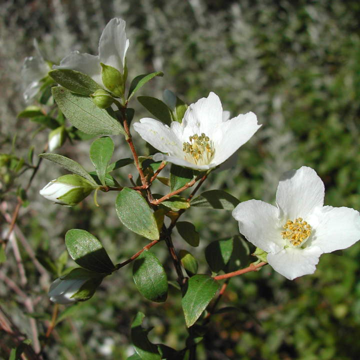 Image of Philadelphus microphyllus