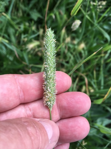 Image of Phleum pratense