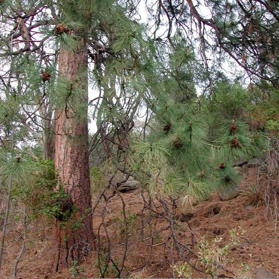 Image of Pinus ponderosa