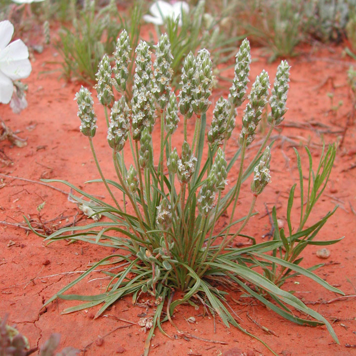 Image of Plantago patagonica