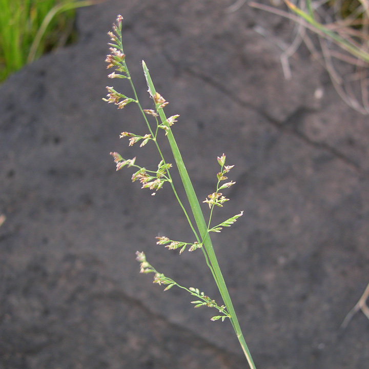Image of Poa compressa