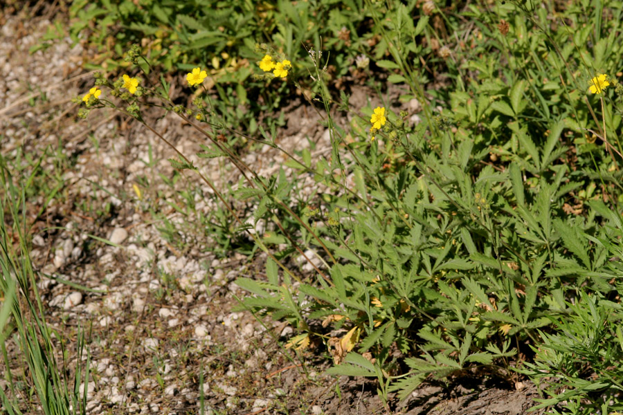 Image of Potentilla gracilis