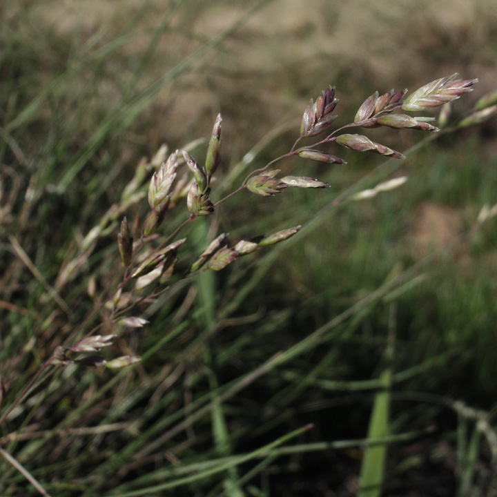 Image of Poa interior