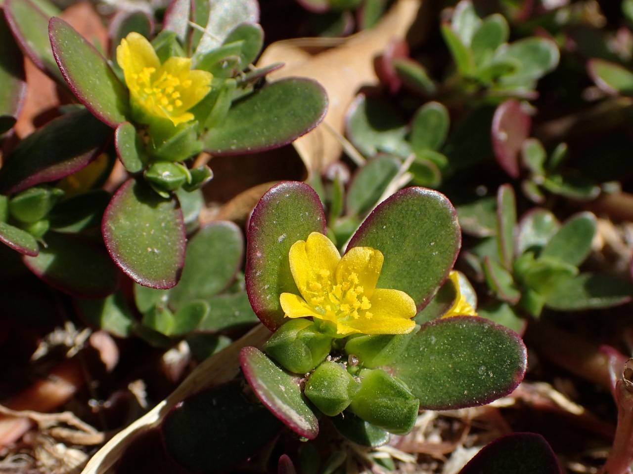 Image of Portulaca oleracea