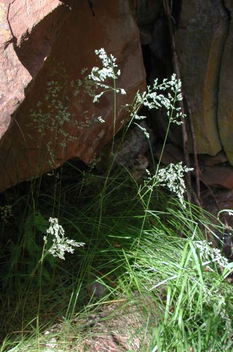 Image of Poa pratensis