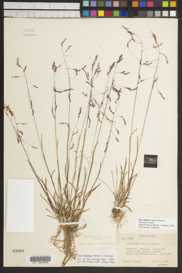 Image of Poa reflexa