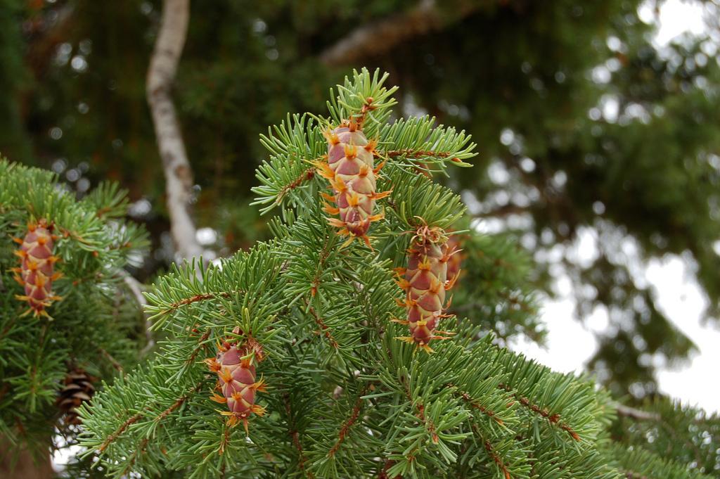 Image of Pseudotsuga menziesii