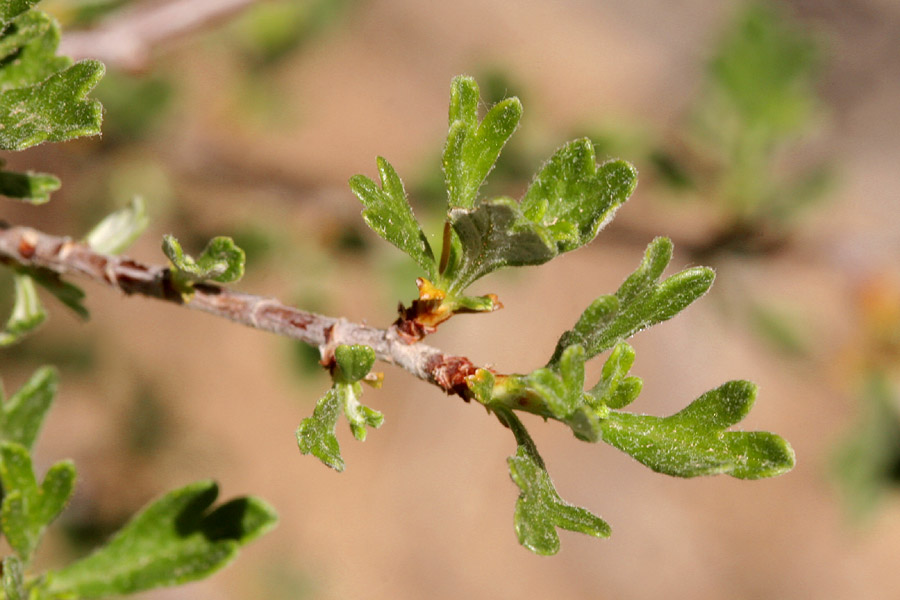 Image of Purshia tridentata