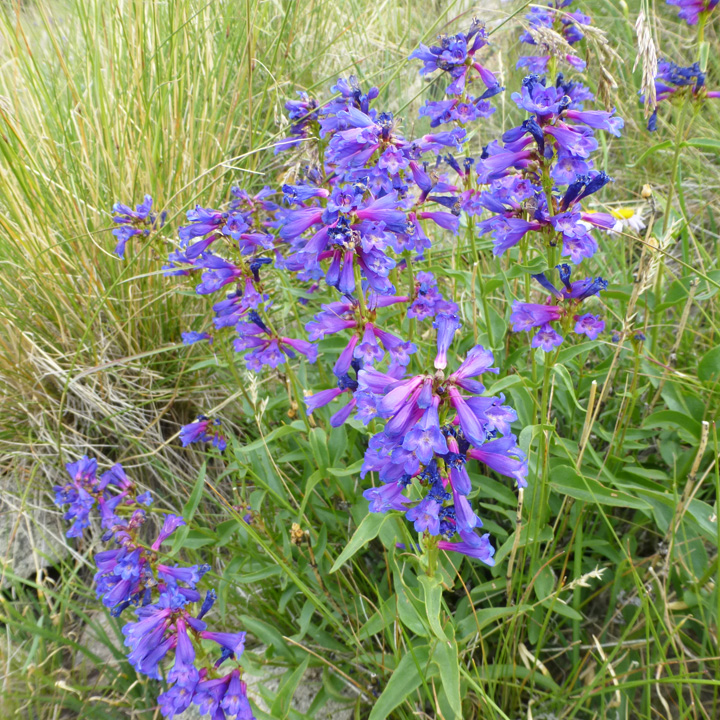Image of Penstemon watsonii