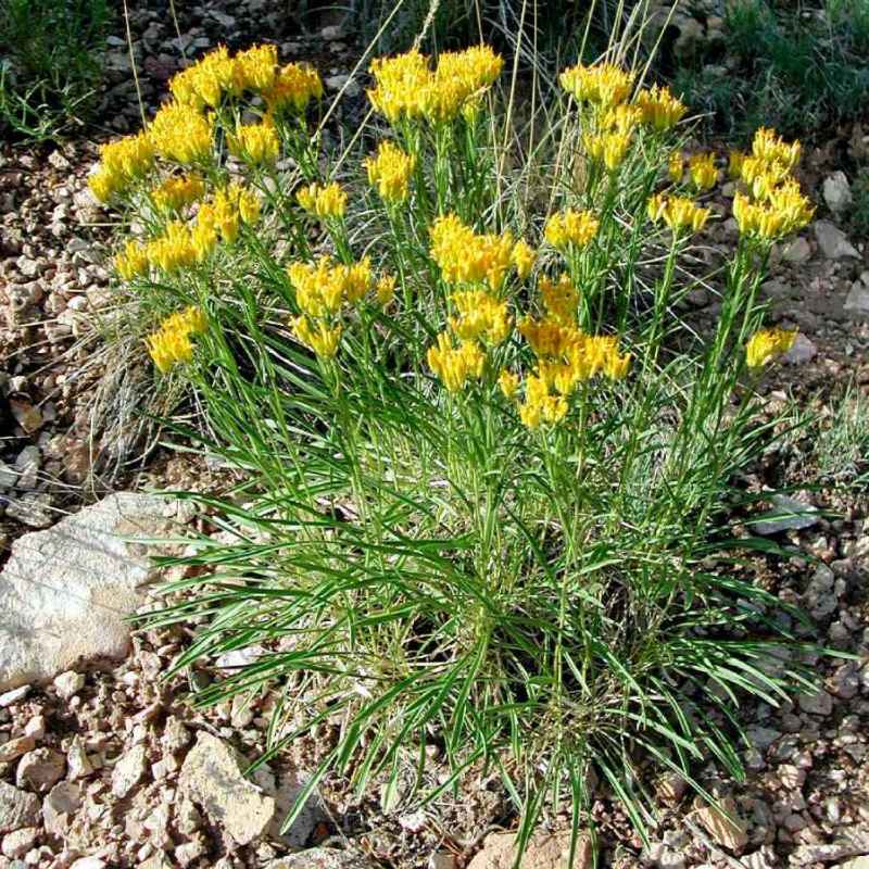 Image of Petradoria pumila