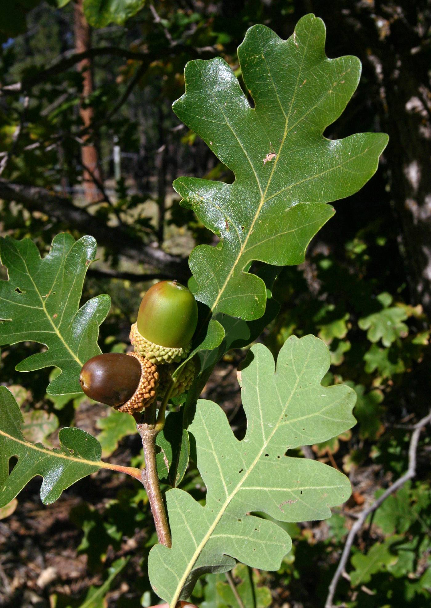 Image of Quercus gambelii