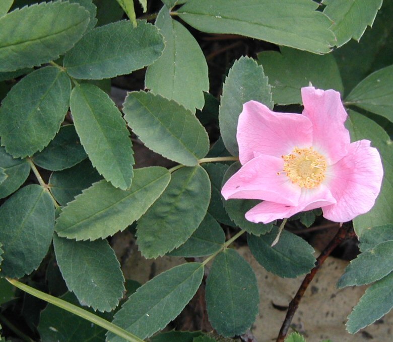 Image of Rosa acicularis