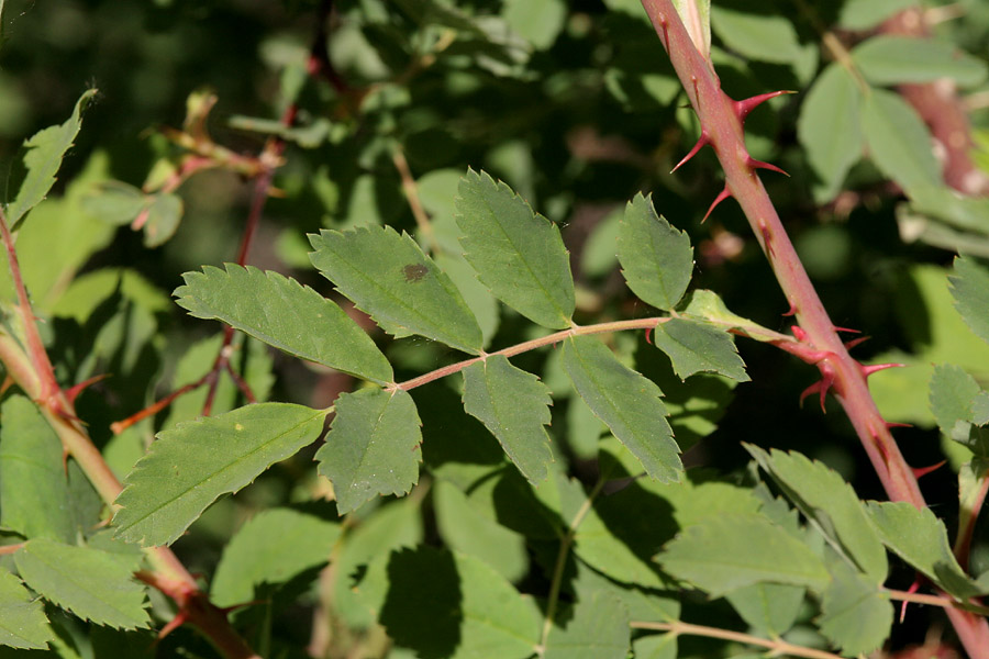 Image of Rosa woodsii