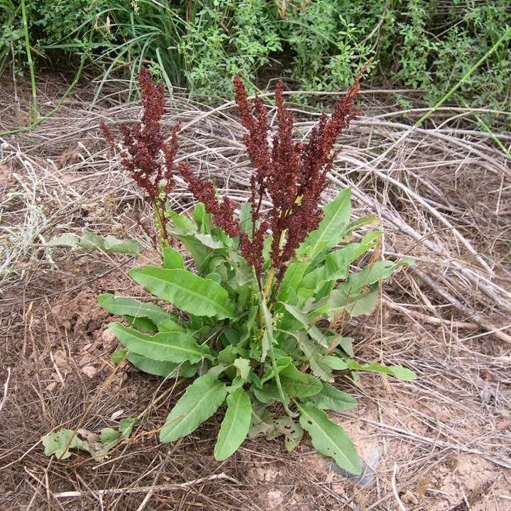 Image of Rumex crispus