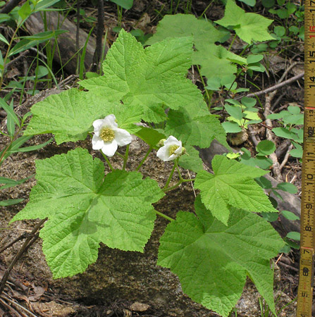 Image of Rubus parviflorus