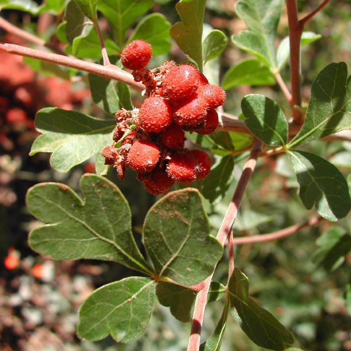 Image of Rhus trilobata Nutt.