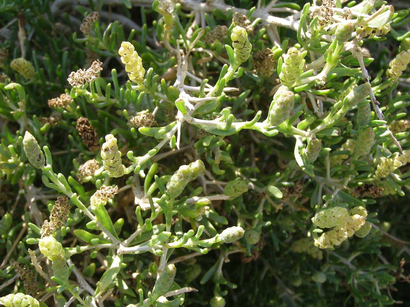 Image of Sarcobatus vermiculatus