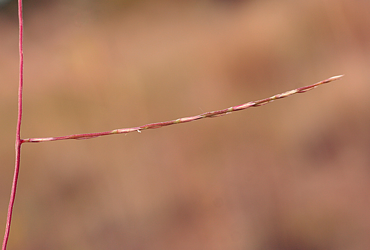 Image of Schedonnardus paniculatus